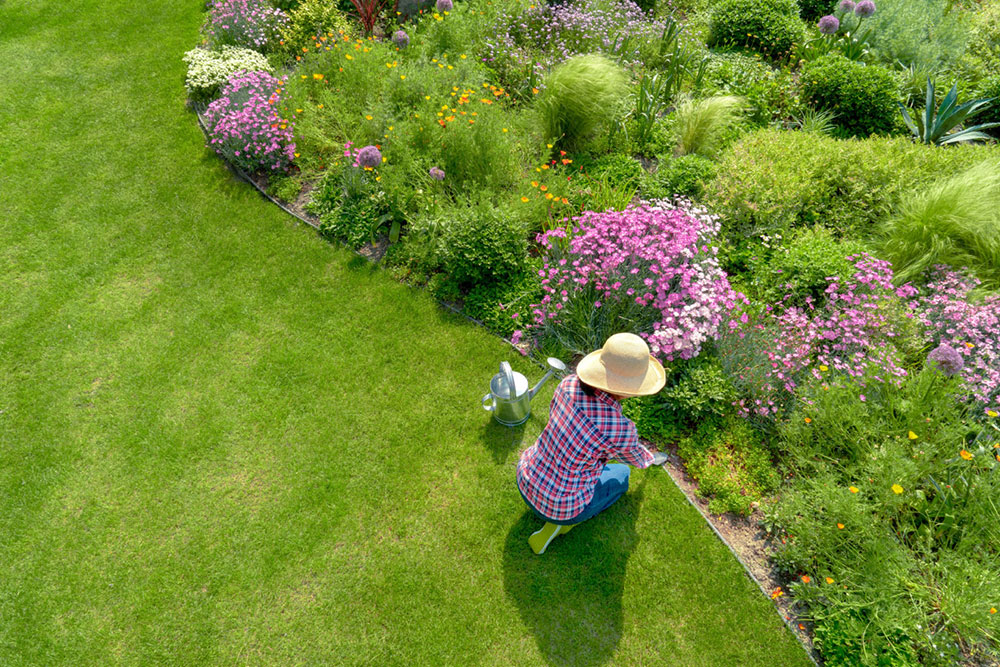 Top Five Perennials For Landscapers in Hudson